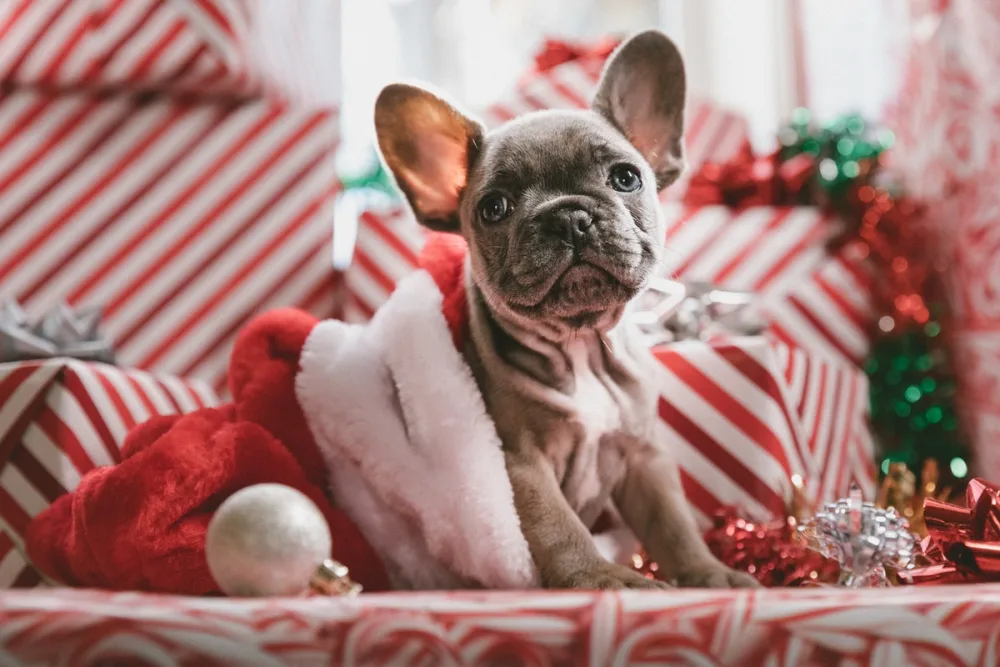 DLA Partners Luxury Property Services in Natai since 2005 Xmas Puppy