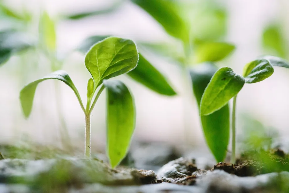 DLA Partners Luxury Property Services in Natai since 2005 Growth Plant